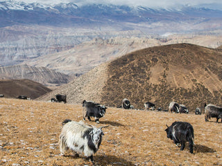 AIAYU - Inga - Pure Dark Brown