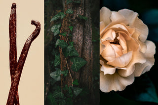 PIERRE GUILLAUME PARIS - Orchidivy 50ML