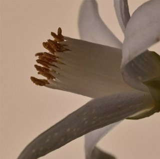 AESOP - Solais Repleneshing Hand Serum 30ML