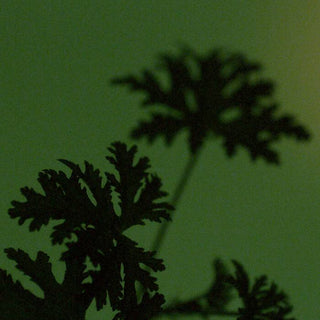 AESOP - Geranium Leaf Duet